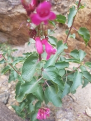 Penstemon clevelandii clevelandii