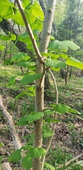 Ginkgo biloba