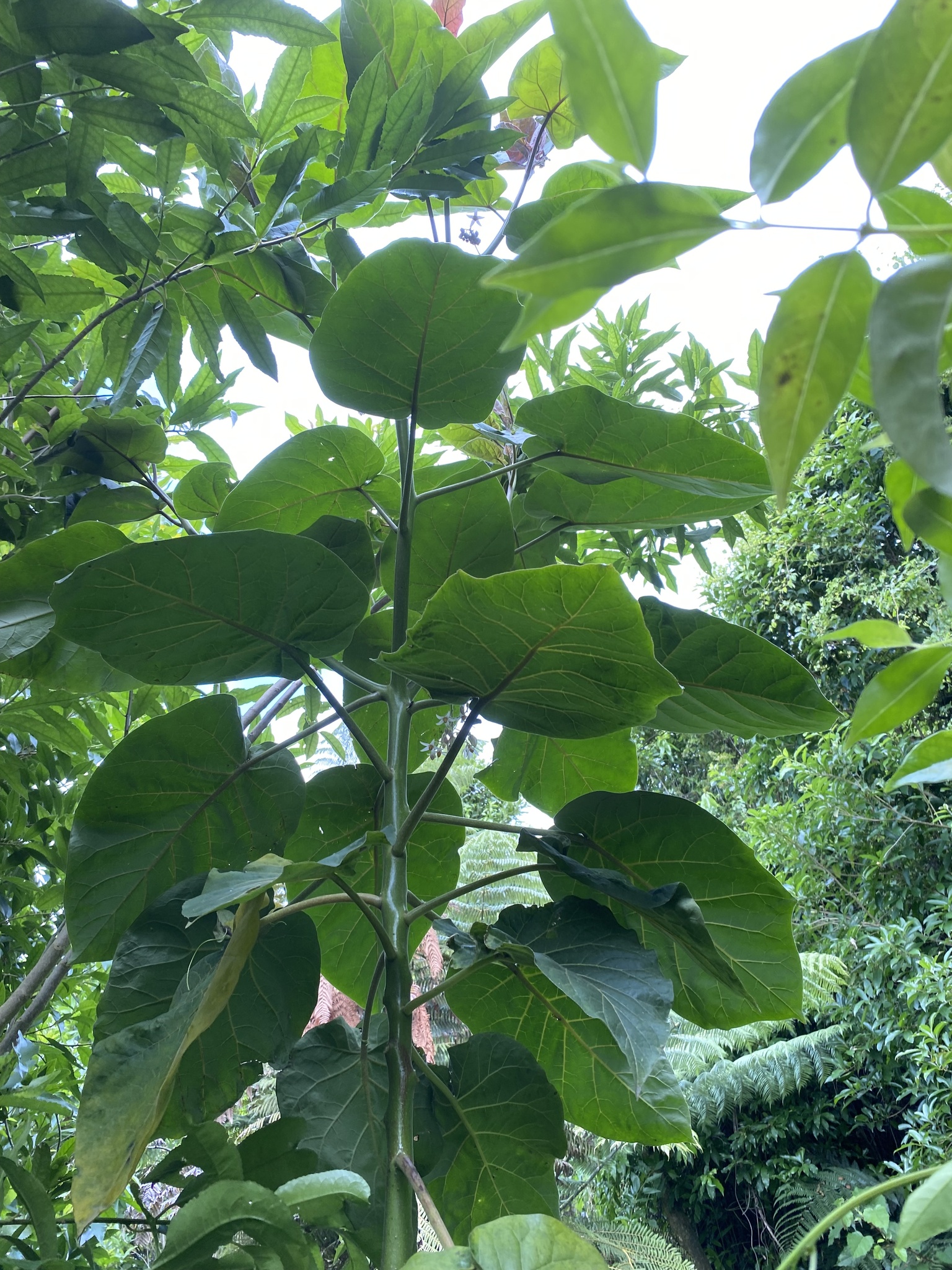 Imagem de Tomate de árvore