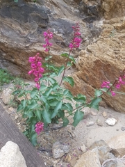 Penstemon clevelandii clevelandii