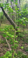 Ginkgo biloba