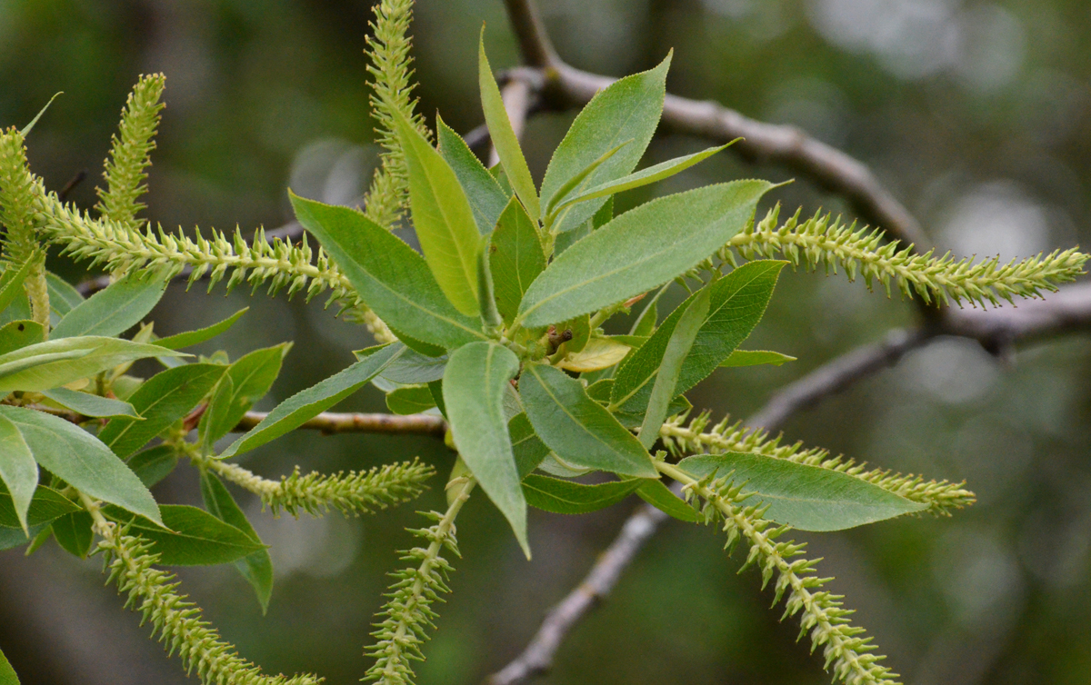 Salix lasiandra