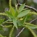Salix lasiandra - Photo (c) Mike Patterson, algunos derechos reservados (CC BY-NC), subido por Mike Patterson