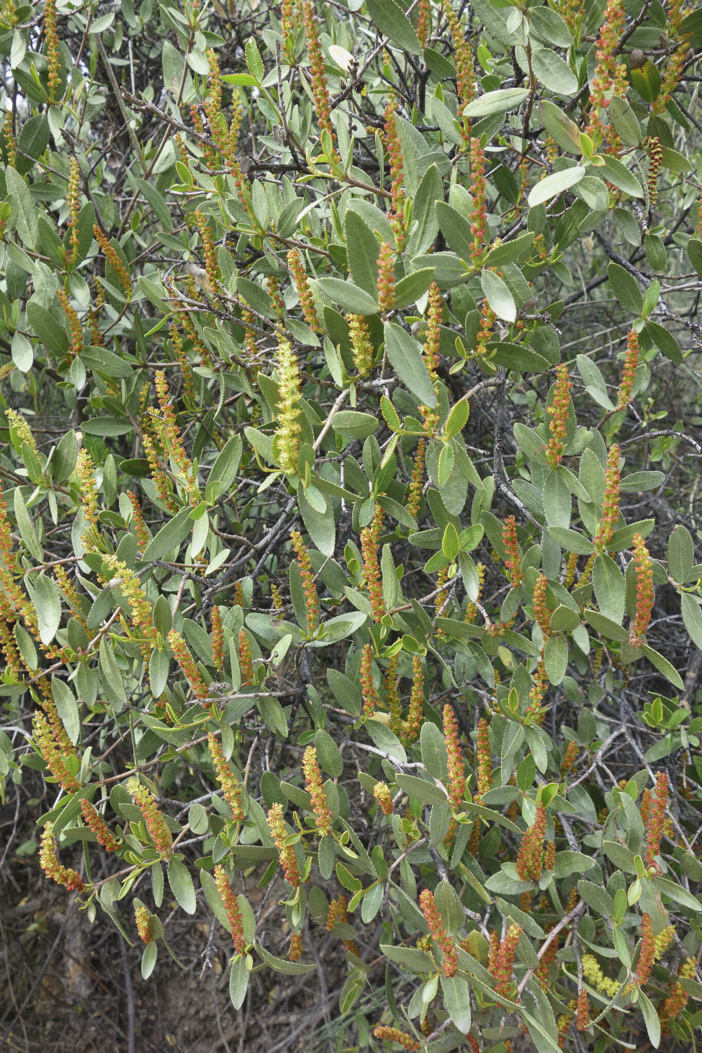 Colliguaja salicifolia