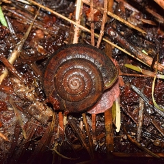 Monadenia setosa