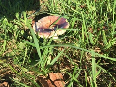 Russula nitida