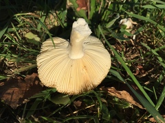 Russula nitida