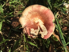 Russula nitida