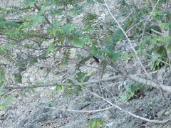 Chiroxiphia linearis