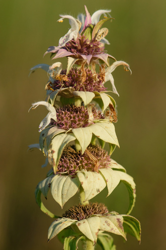 seaside beebalm (Monarda maritima)