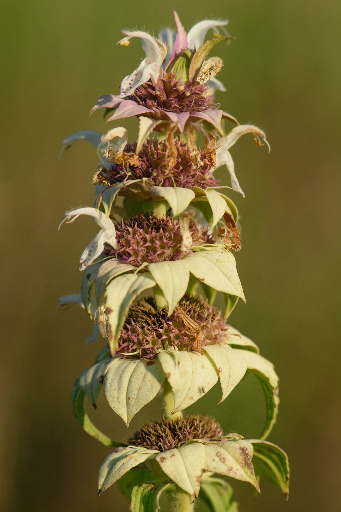 Monarda maritima