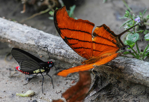 Ruddy Daggerwing