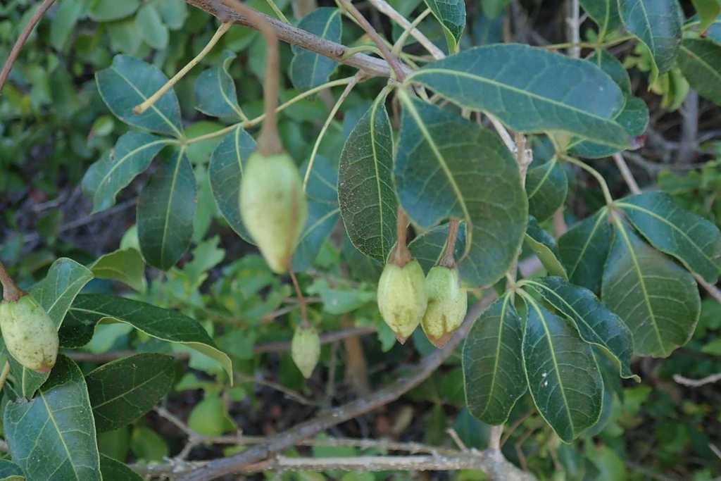 Commiphora schlechteri, Zona Braza, Zavala, Mozambique