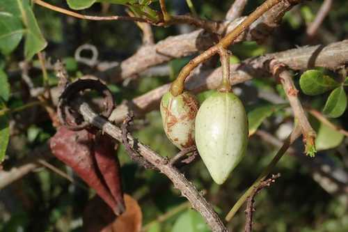 Image of Dune Corkwood (Commiphora schlechteri) by no rights reserved