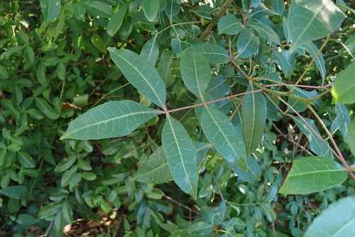 Image of Dune Corkwood (Commiphora schlechteri) by no rights reserved