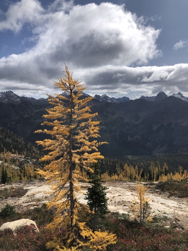 subalpine larch