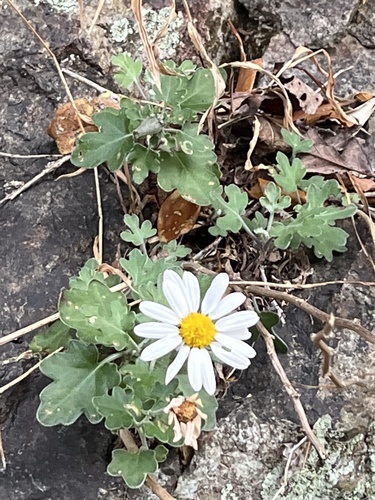 Chrysanthemum japonense iNat (3)