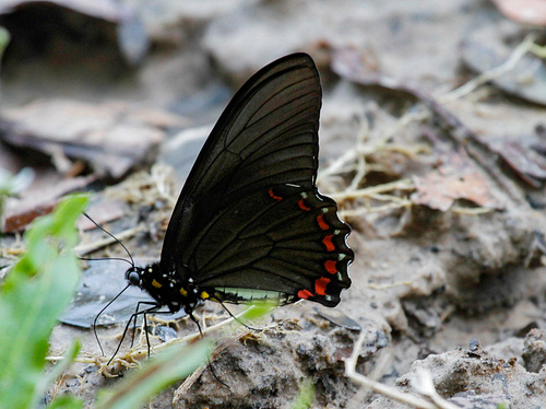 Belus Swallowtail