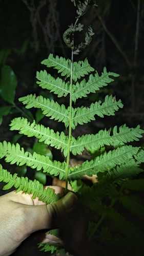 Image of Pelazoneuron ovatum by (c) Alina Martin, some rights reserved (CC BY)