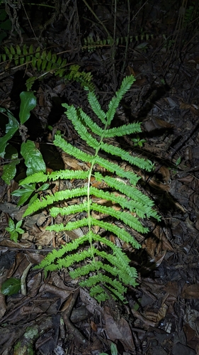 Image of Pelazoneuron ovatum by (c) Alina Martin, some rights reserved (CC BY)