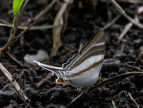 Orsilochus Daggerwing