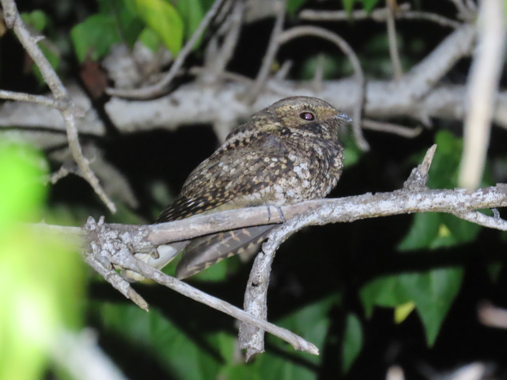 Puerto Rican Nightjar in January 2024 by Liam Pentangelo · iNaturalist