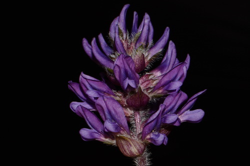 Image of Pediomelum subacaule by (c) Brian Finzel, some rights reserved (CC BY-SA)