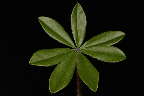 Image of Pediomelum subacaule by (c) Brian Finzel, some rights reserved (CC BY-SA)