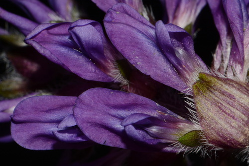 Image of Pediomelum subacaule by (c) Brian Finzel, some rights reserved (CC BY-SA)