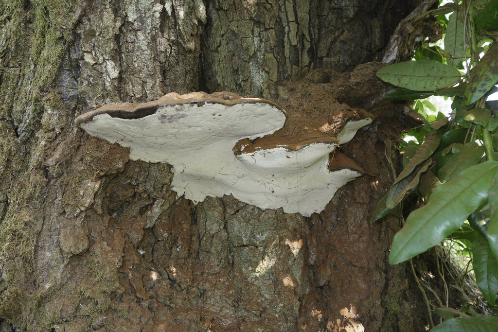 Ganoderma australe · November 2015 · photo: © lartundo (iNaturalist, cc-by)