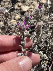 Dalea greggii, photograph (c) Sam Kieschnick, some rights reserved (CC BY)