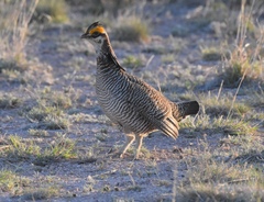 Tympanuchus pallidicinctus