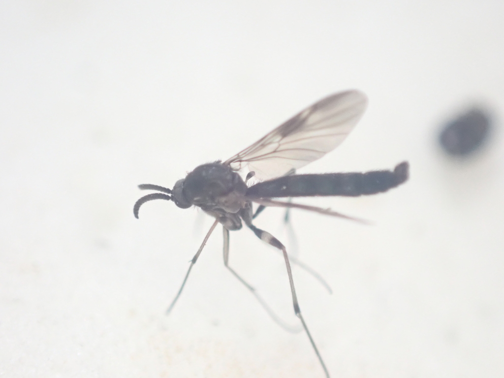 Cerotelion hudsoni