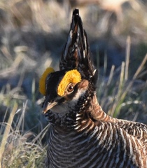 Tympanuchus pallidicinctus