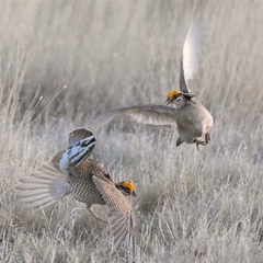 Tympanuchus pallidicinctus