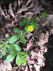 Potentilla simplex