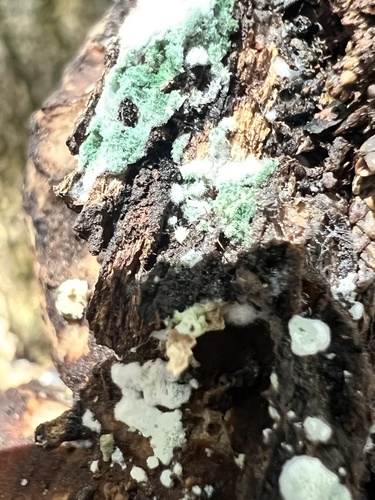 Trichoderma viride, 2024-01-18