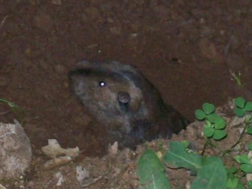 Megascapheus bottae