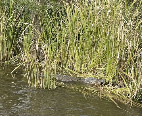 American alligator