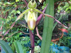 Phragmipedium longifolium