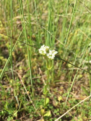 Valerianella radiata