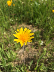 Krigia dandelion