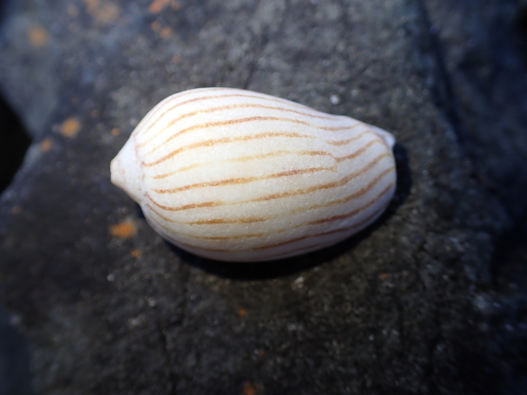 Zebra Volute from Bare Bluff, New South Wales, Australia on January 19 ...