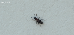 Thanasimus substriatus