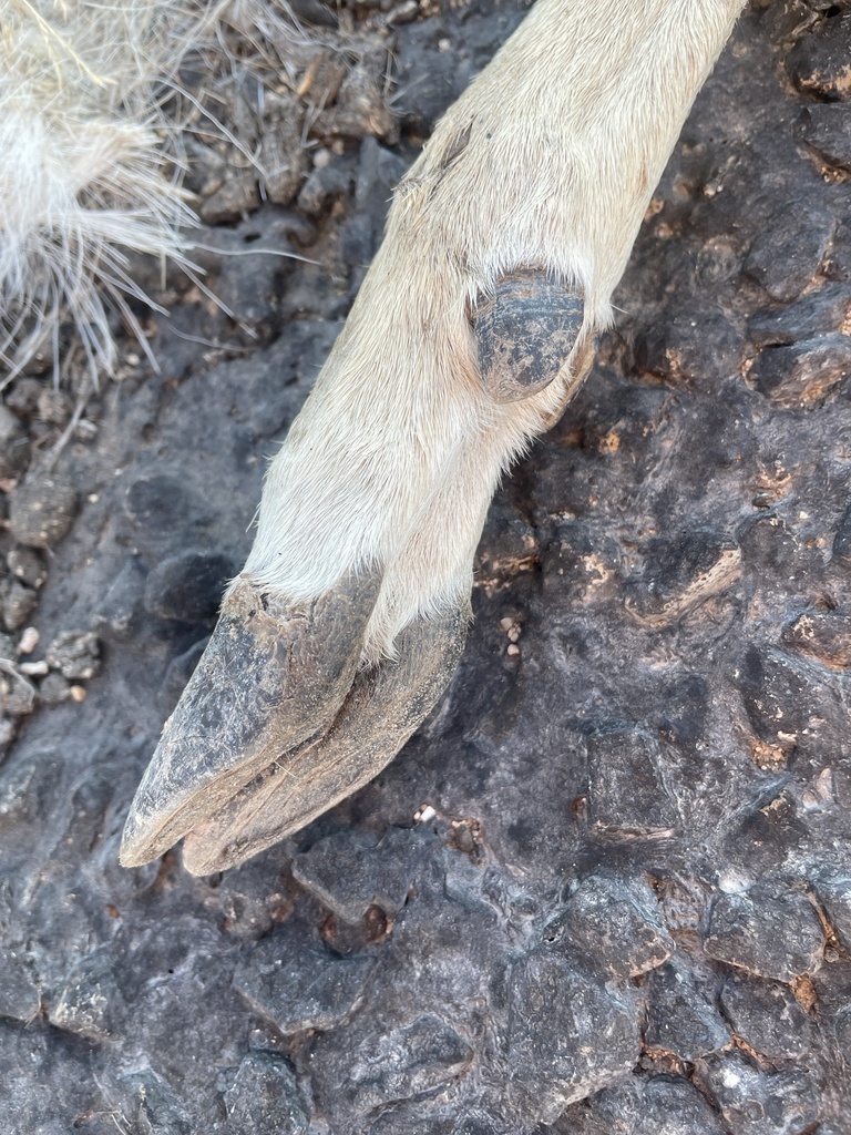 Whitetailed Deer from SH163, Mertzon, TX, US on January 18, 2024 at