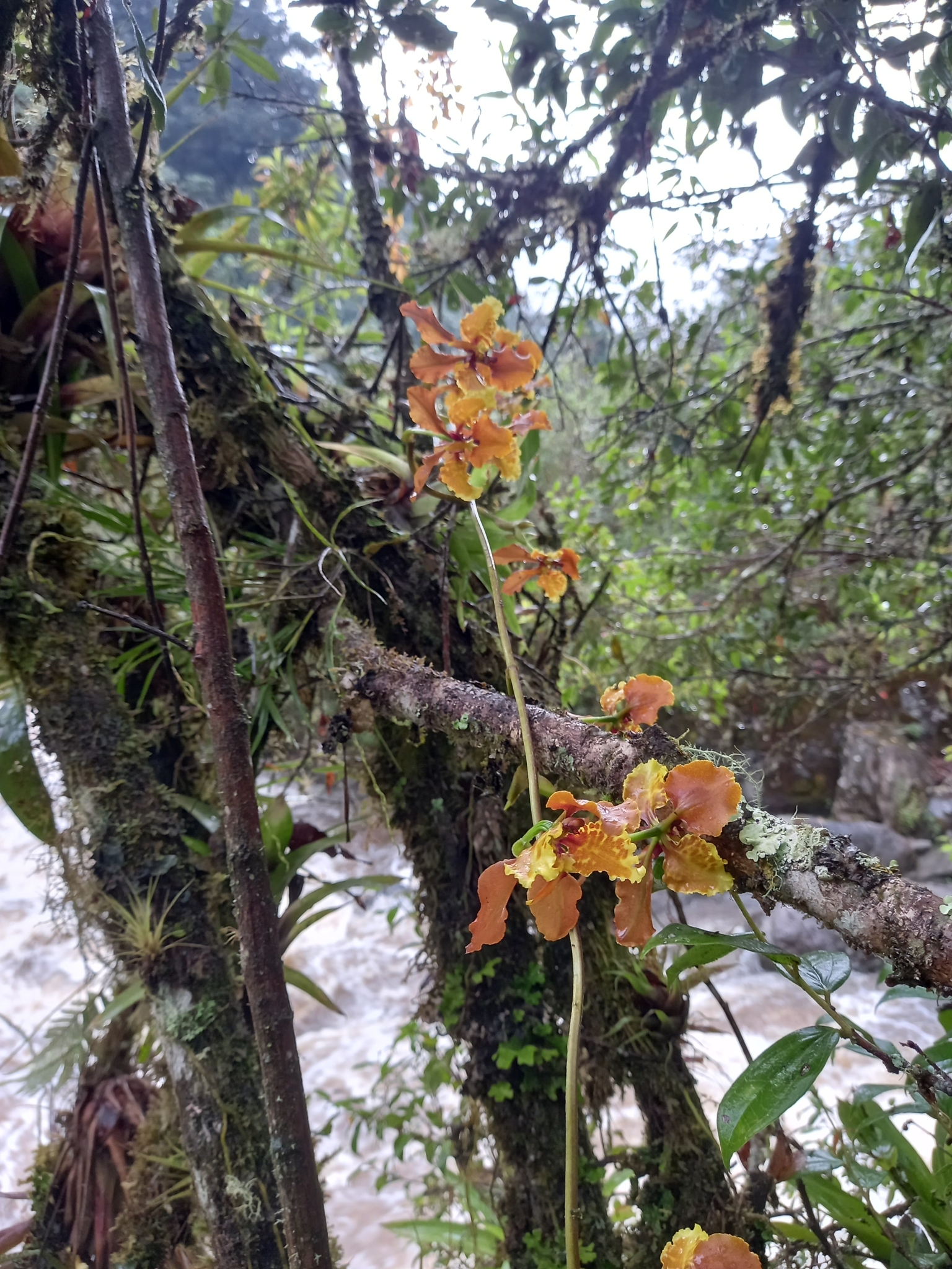 Cyrtochilum cumandae Königer 2