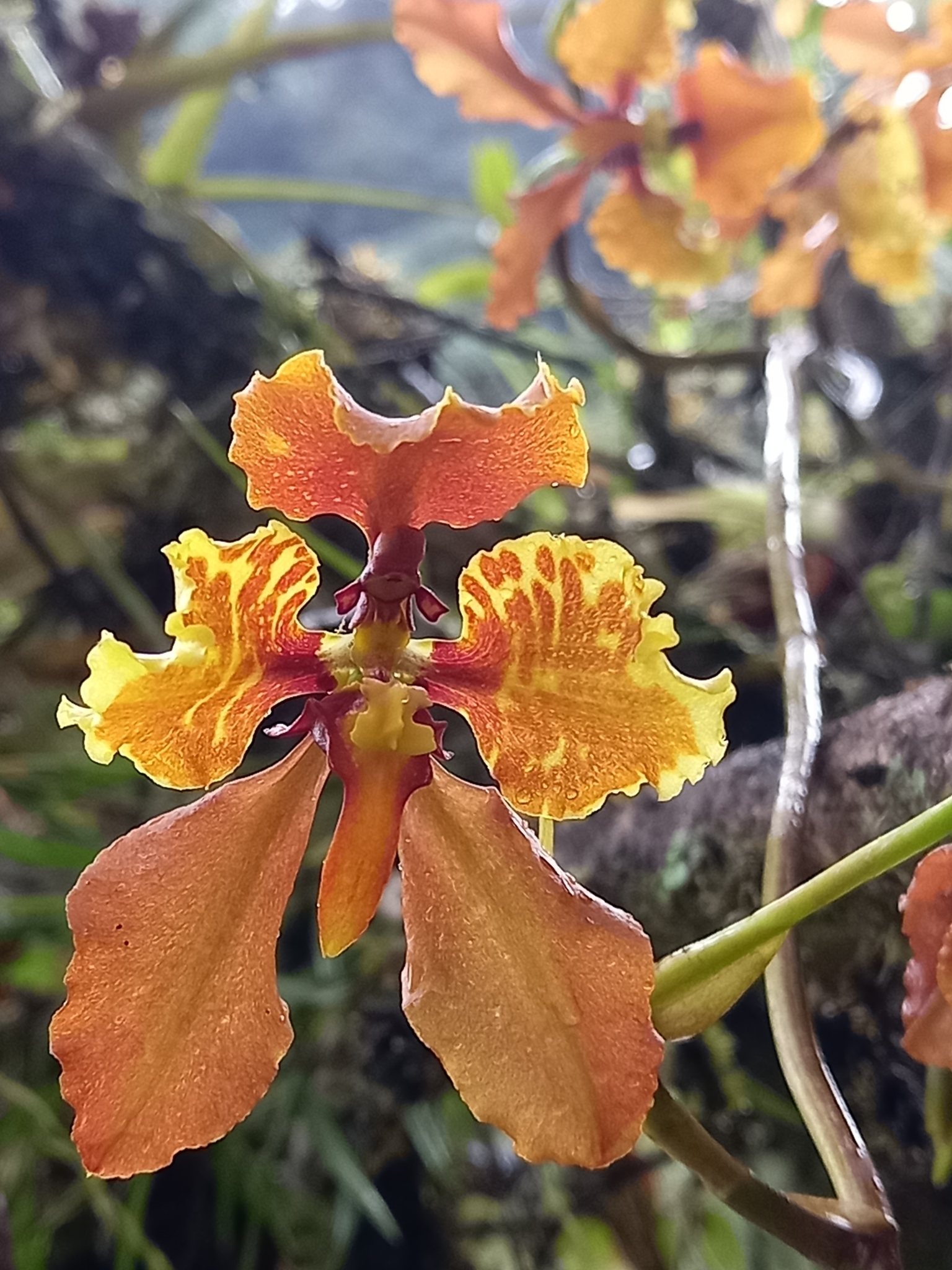 Cyrtochilum cumandae Königer