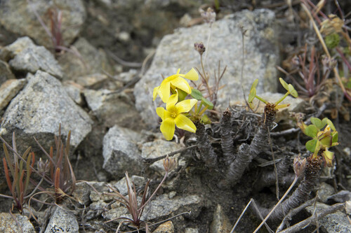 Oxalis mirbelii, photograph 4