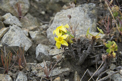 Jorge Herreros de Lartundo, CC BY, iNaturalist via GBIF Oxalis mirbelii, photograph Jorge Herreros de Lartundo, CC BY, iNaturalist via GBIF