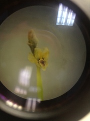 Scaphyglottis sessilis